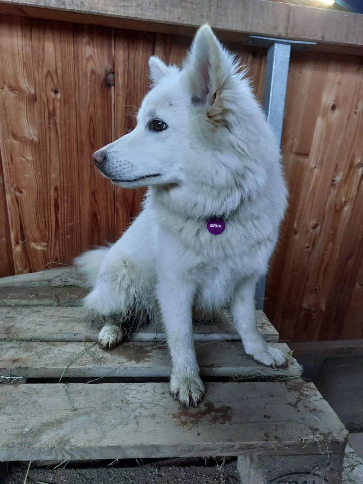 Ein weißer Islandhund-Welpe namens Birna sitzt auf einer Holzpalette. Der Welpe trägt ein lila Namensschild und hat schmutzige Pfoten.