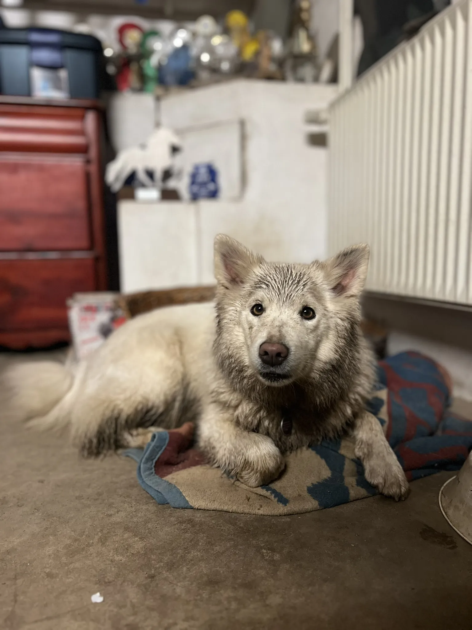 Ein verspielter Islandhund-Welpe liegt auf einer Decke und schaut direkt in die Kamera. Sein weißes Fell ist mit Schlamm bedeckt.
