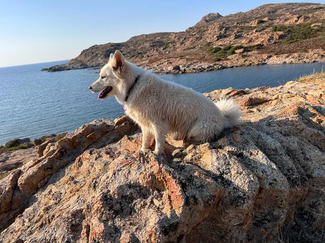 Ein kleiner, weisser Islandhund sitzt auf einem grossen Felsen und blickt auf das blaue Meer und die hügelige Küste.