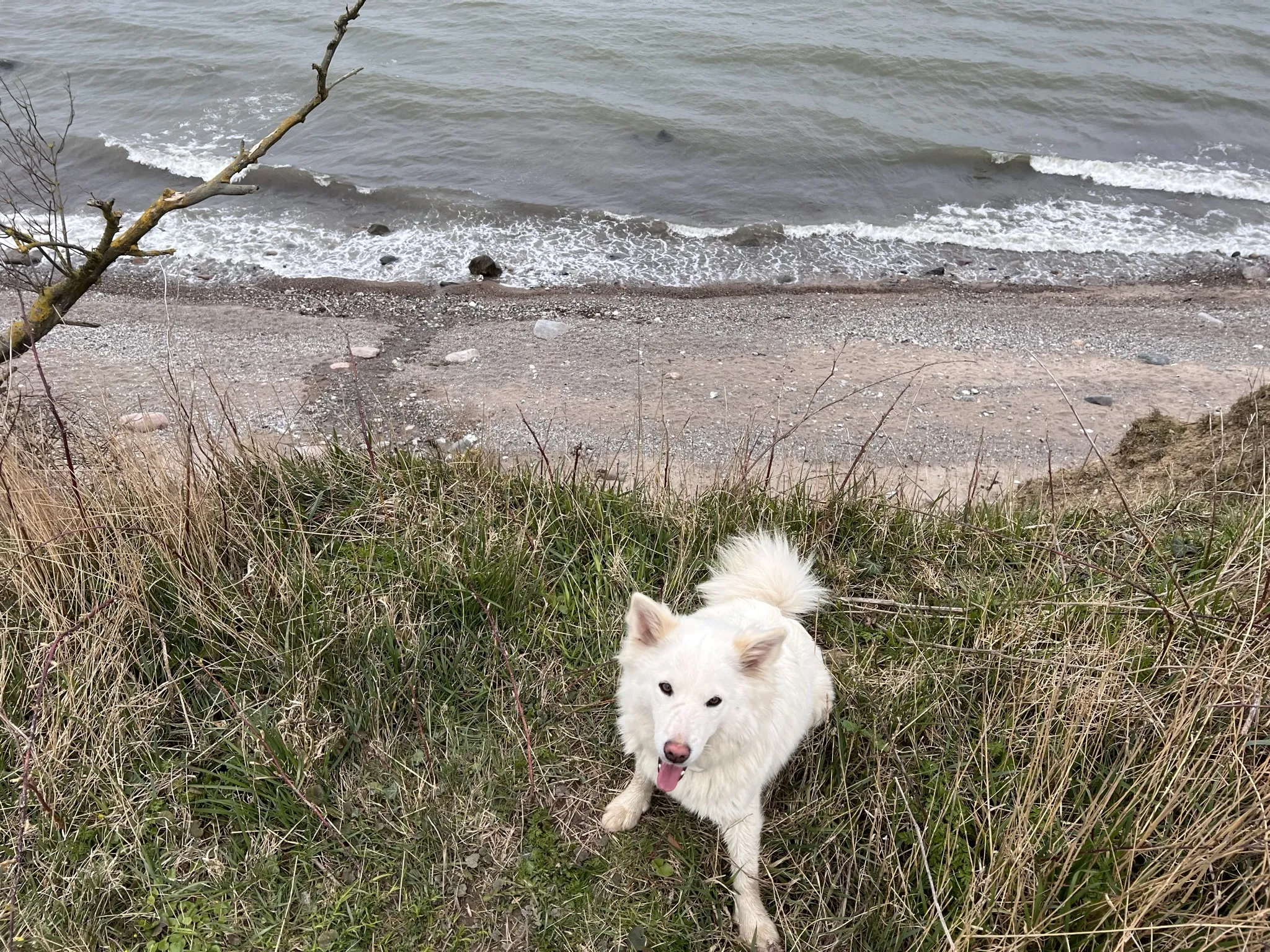 Ein weißer Islandhund-Welpe sitzt im Gras auf einer Klippe mit Blick auf einen Strand und das Meer.