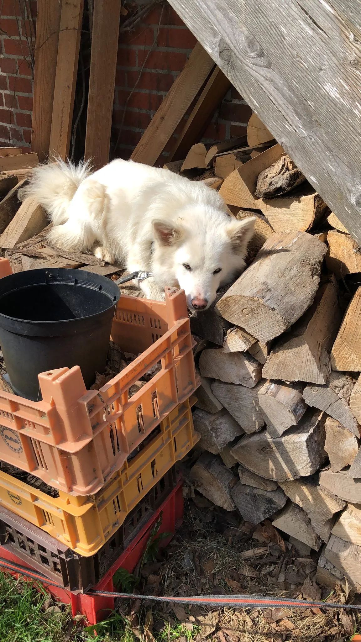 Ein weißer Islandhund-Welpe liegt entspannt auf einem Stapel Feuerholz. Der Welpe hat eine Leine an und ruht seinen Kopf auf dem Holz. Im Vordergrund sind gestapelte Kunststoffkisten zu sehen.