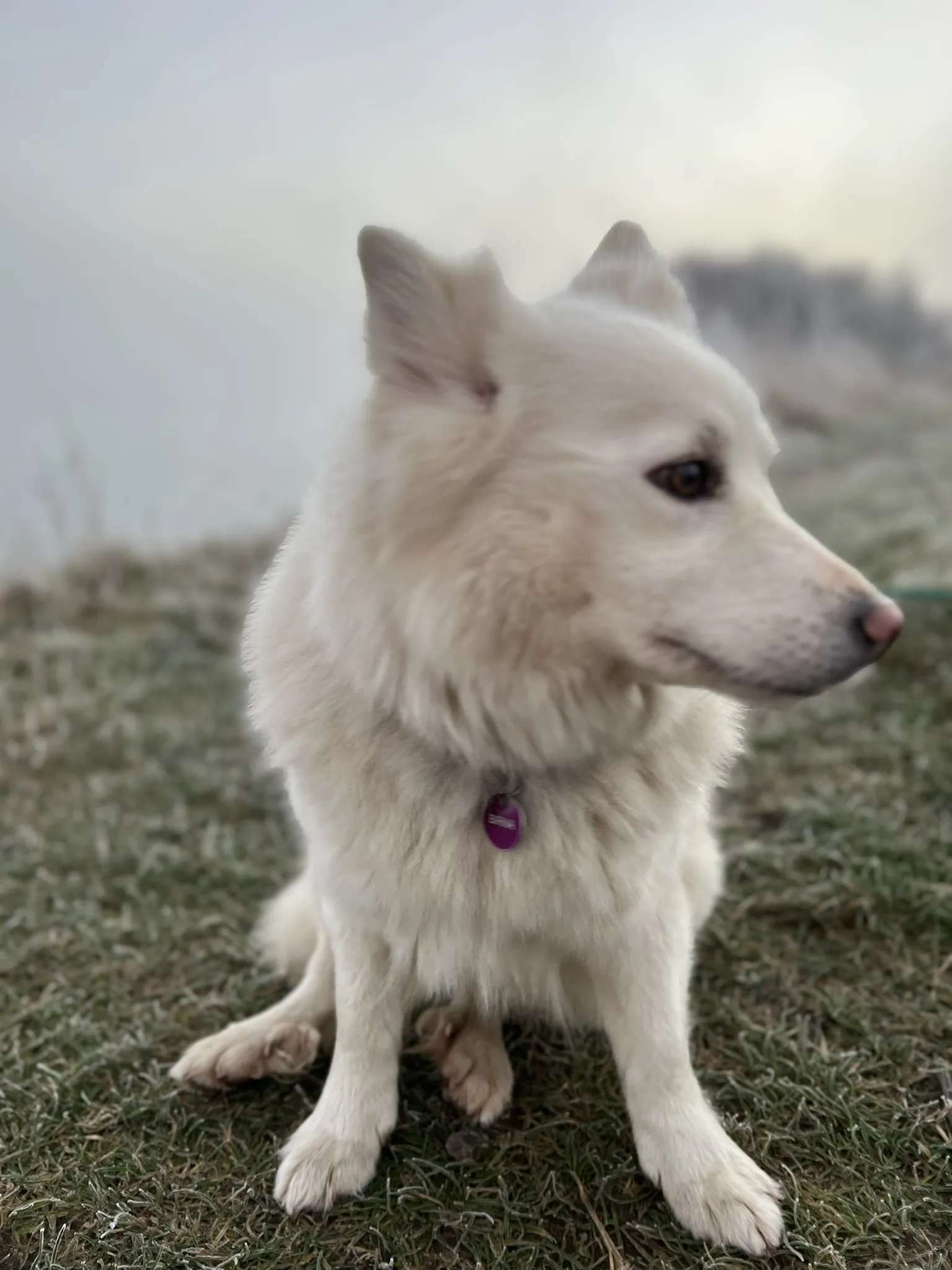 Ein weißer Islandhund sitzt im frostigen Gras und schaut nach rechts.