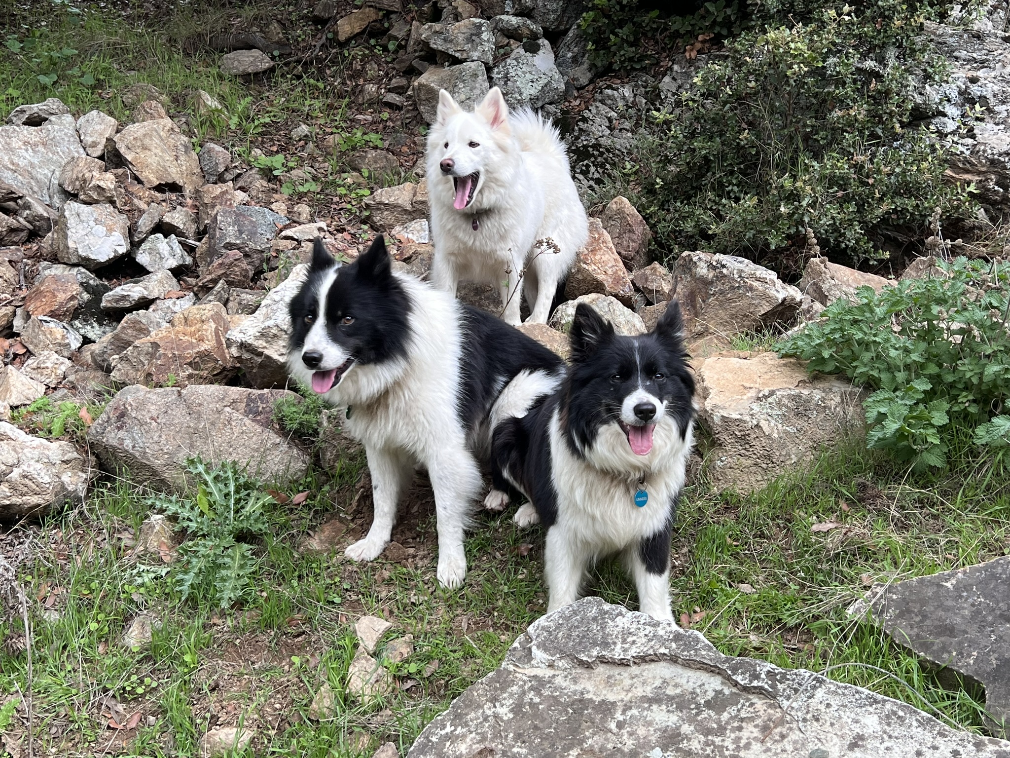 Drei Islandhunde posieren im Freien auf einem felsigen, grasbewachsenen Hang. Zwei schwarz-weiße Islandhunde stehen im Vordergrund, während ein weißer Islandhund im Hintergrund sitzt. Alle drei Hunde schauen in die Kamera und hecheln.