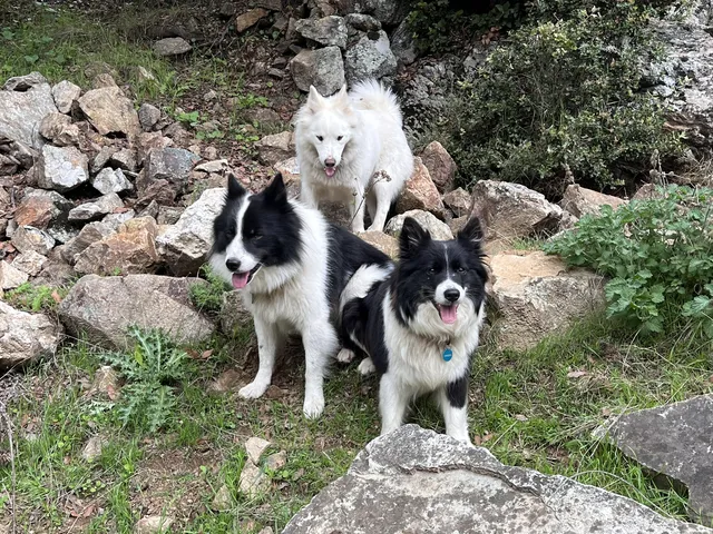 Drei Islandhunde im Wald