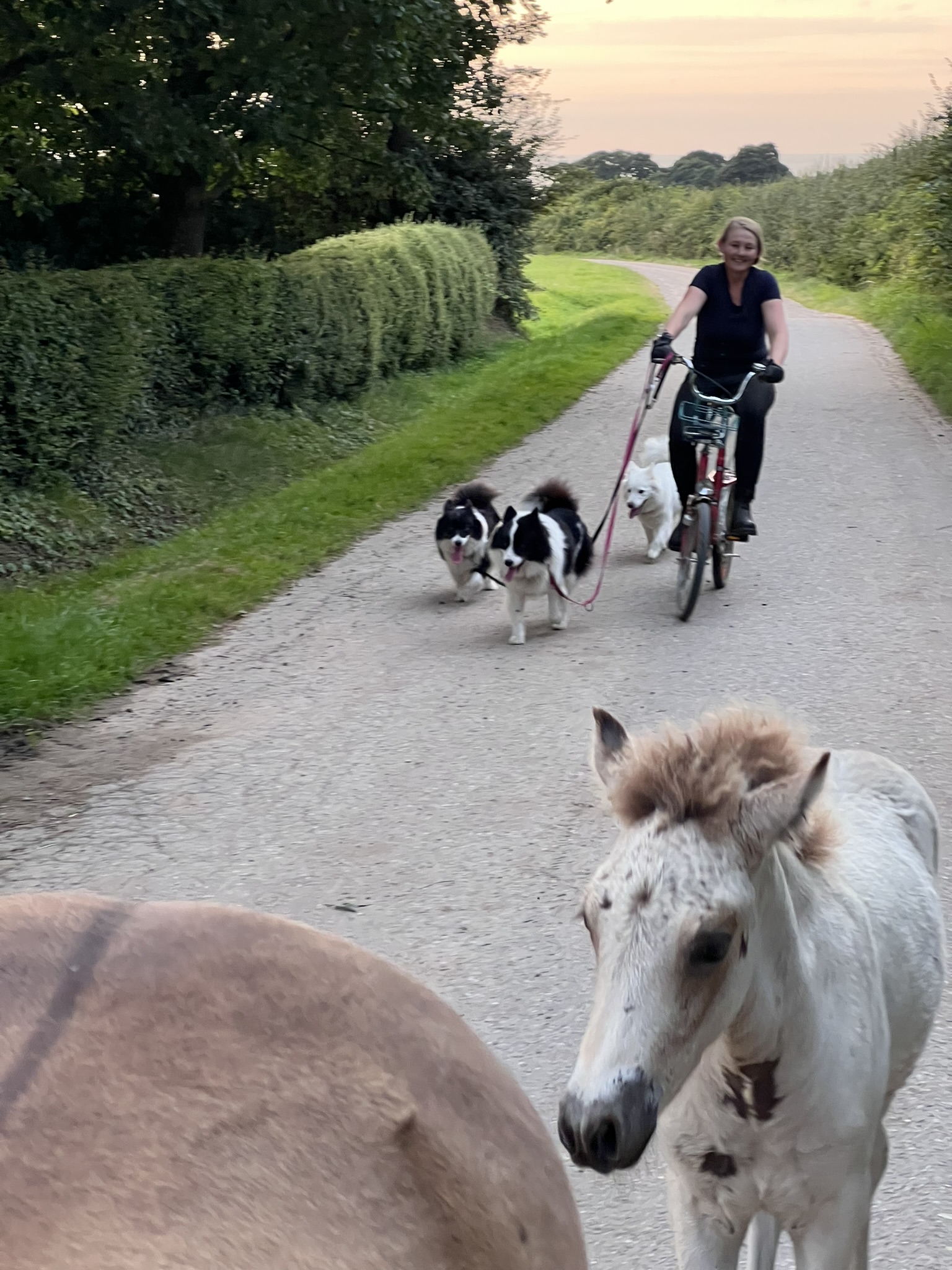 Drei Islandhunde laufen neben einer Frau, die auf einem Fahrrad auf einem asphaltierten Weg fährt. Ein Fohlen geht neben dem Fotografen her.