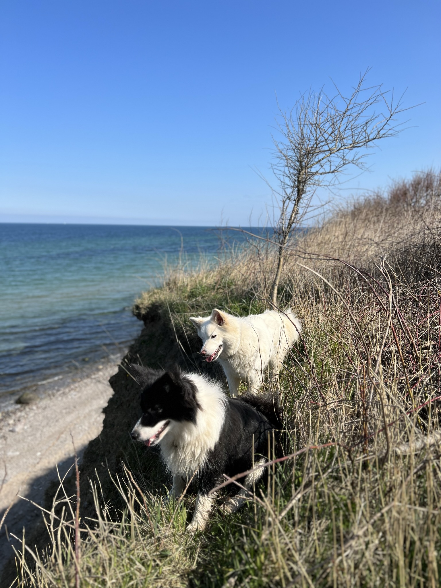 Zwei Islandhunde an der Küste. Ein weißer und ein schwarz-weißer Islandhund stehen auf einer kleinen Klippe mit Blick auf das Meer und den blauen Himmel.