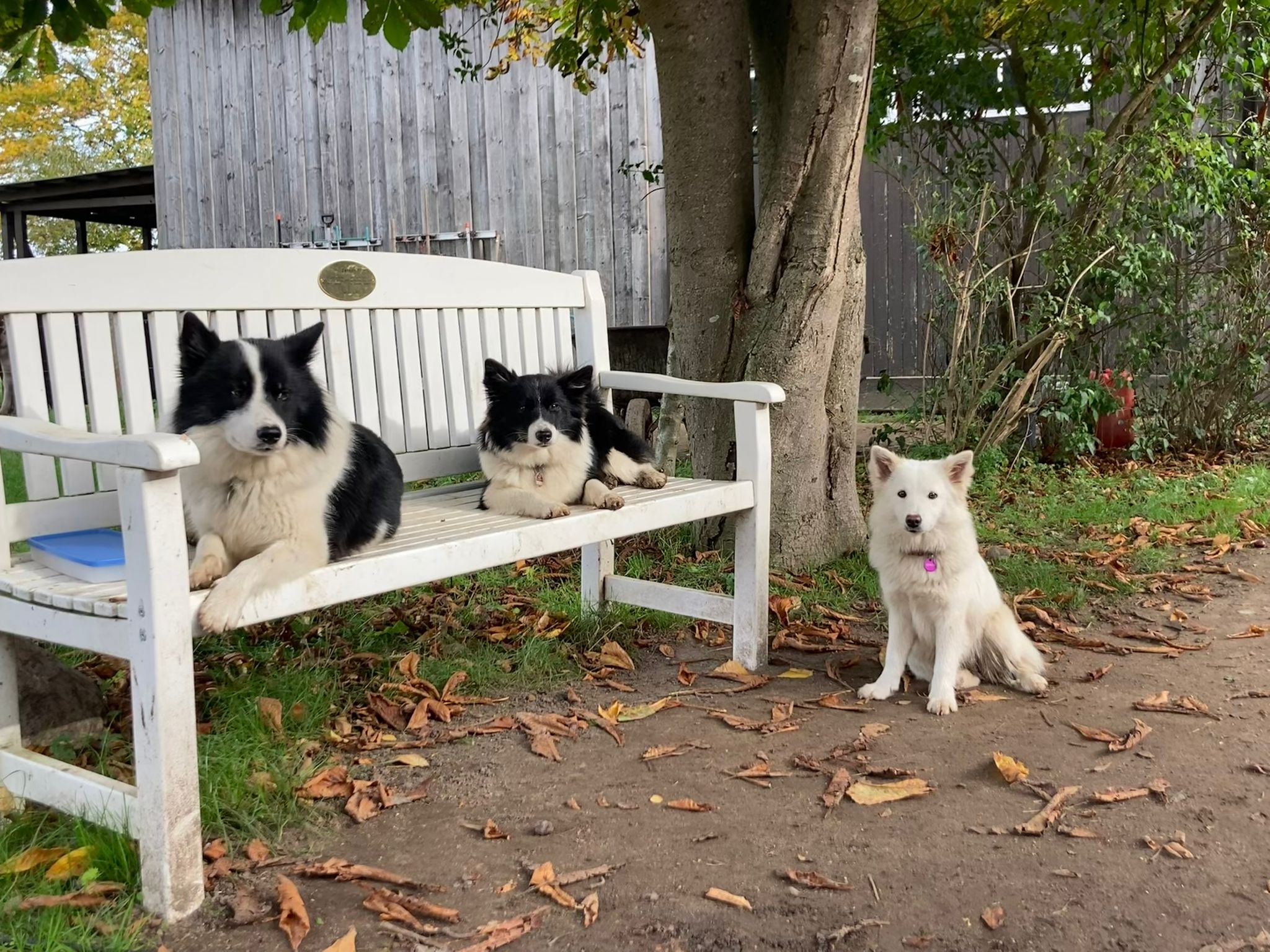 Drei Islandhunde posieren für ein Foto. Zwei schwarz-weiße Islandhunde liegen auf einer weißen Gartenbank. Ein weißer Islandhund sitzt vor der Bank auf dem Boden. Der Boden ist mit Blättern bedeckt. Im Hintergrund steht ein Schuppen.