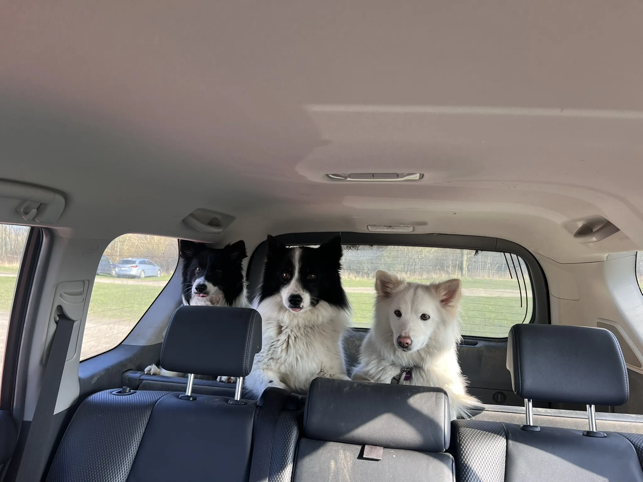 Drei Islandhunde sitzen auf dem Rücksitz eines Autos und schauen aus dem Fenster. Zwei schwarz-weiße und ein weißer Islandhund.