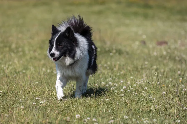 Ein schwarz-weißer Islandhund mit langem Fell läuft über eine grüne Wiese mit vereinzelten weißen Blüten.
