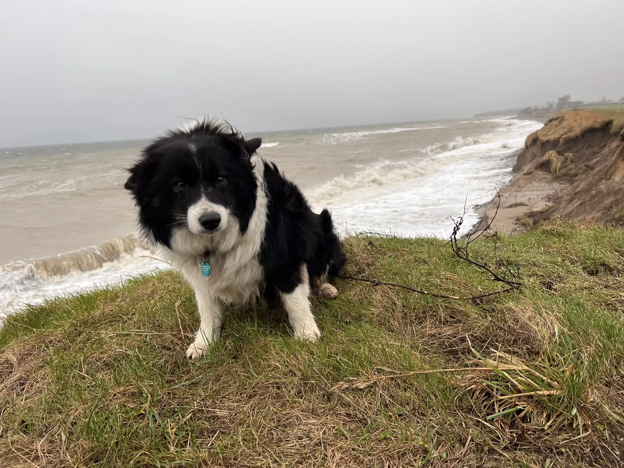 Ein schwarz-weißer Islandhund sitzt auf einer grasbewachsenen Klippe mit Blick auf ein stürmisches Meer.