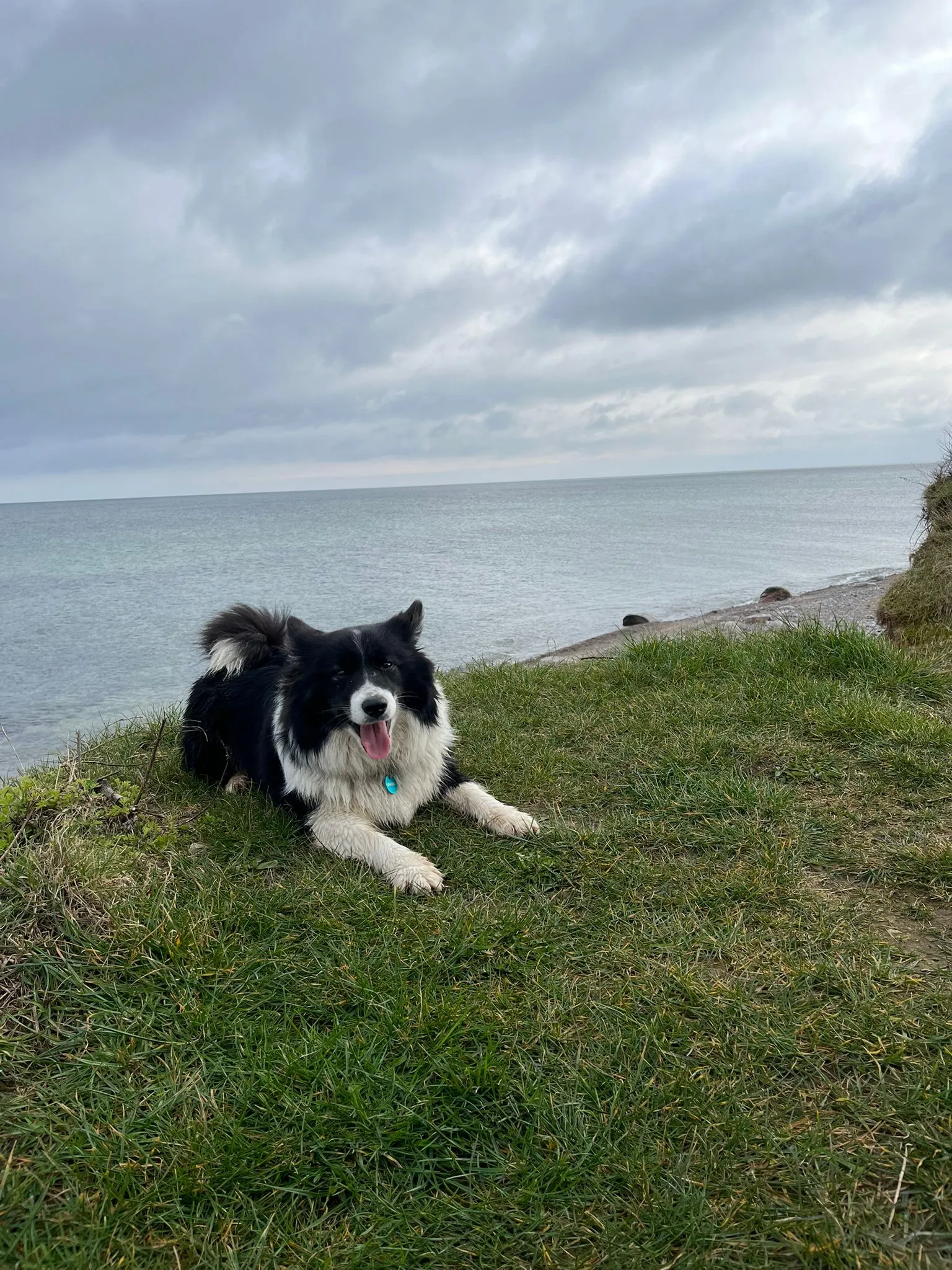 Ein schwarz-weißer Islandhund liegt entspannt auf einer grünen Wiese an der Küste. Im Hintergrund erstreckt sich das ruhige Meer unter einem bewölkten Himmel.