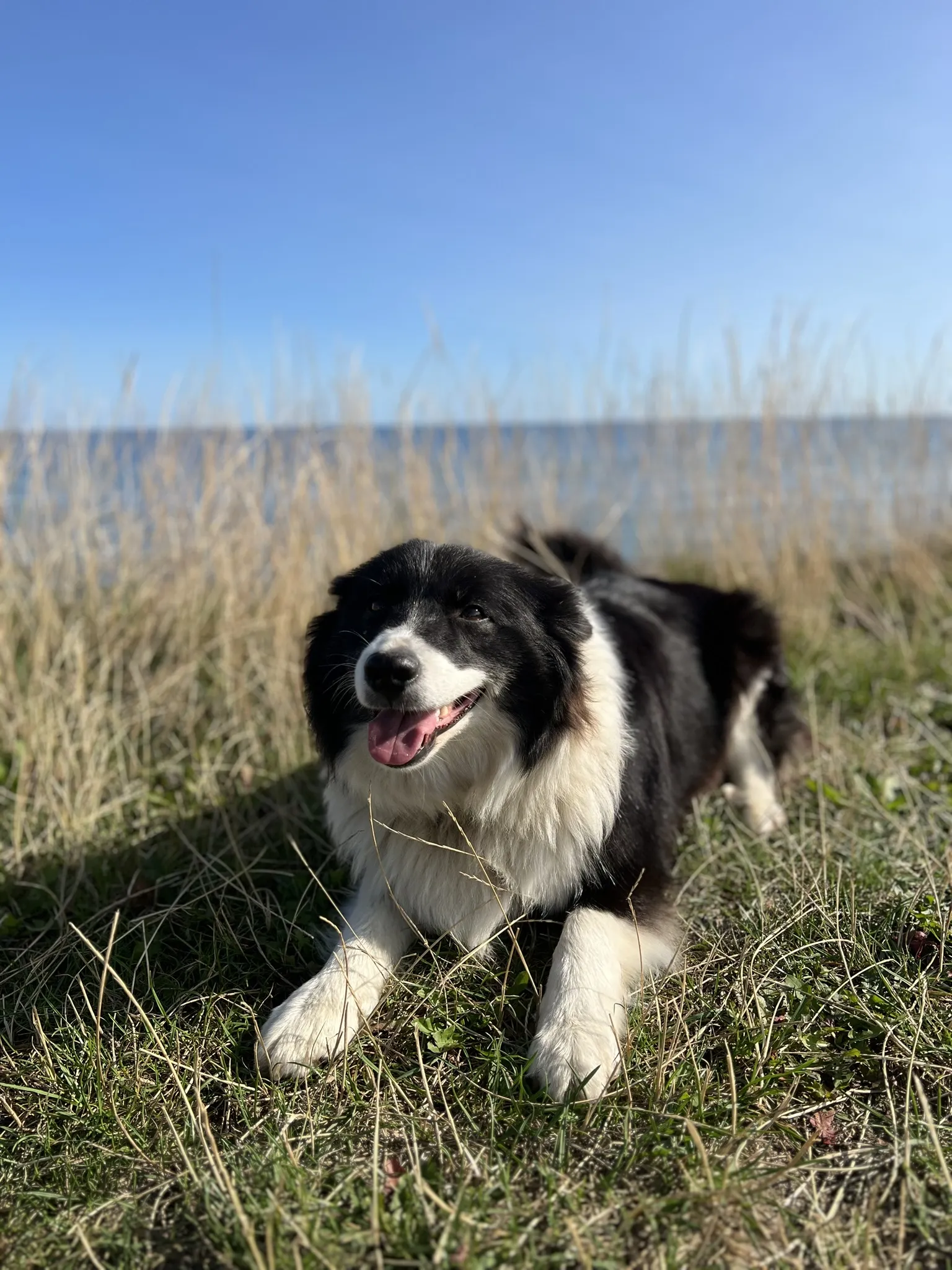 Ein schwarz-weißer Islandhund-Welpe liegt im Gras vor einem verschwommenen Hintergrund mit blauem Himmel und Wasser. Der Welpe schaut direkt in die Kamera und lächelt mit herausgestreckter Zunge.