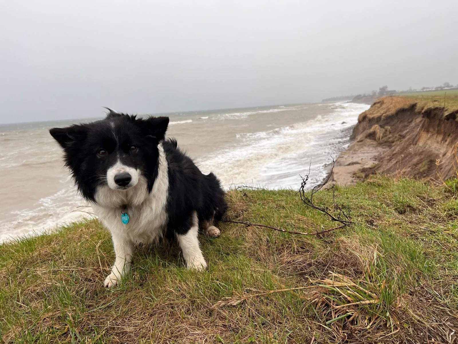 Ein schwarz-weißer Islandhund sitzt auf einer grasbewachsenen Klippe und blickt in die Kamera. Im Hintergrund ist die stürmische See und eine sandige Küste zu sehen.