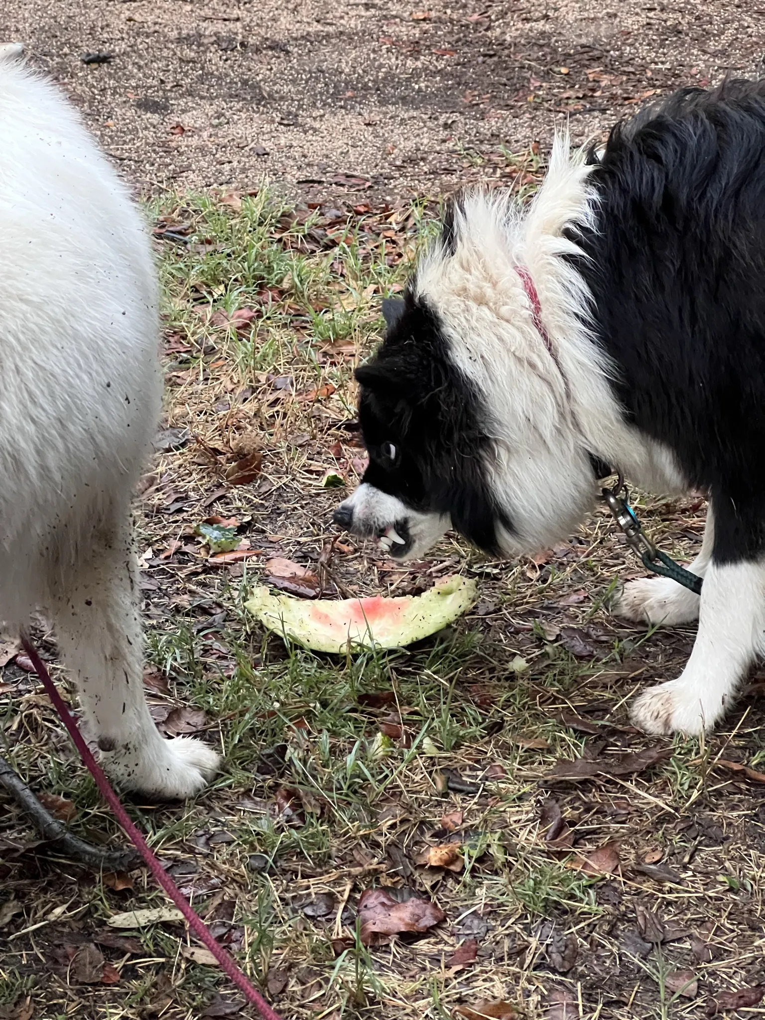 Zwei Islandhunde im Freien. Ein schwarz-weißer Islandhund mit rotem Halsband frisst eine Scheibe Wassermelone. Ein weißer Islandhund steht daneben. Der Boden ist mit Gras und Blättern bedeckt.