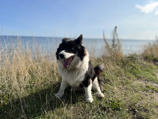 Ein schwarz-weißer Islandhund sitzt auf einer Grasfläche an einer Steilküste. Im Hintergrund ist die Ostsee mit Wellen zu sehen. Der Himmel ist bewölkt.