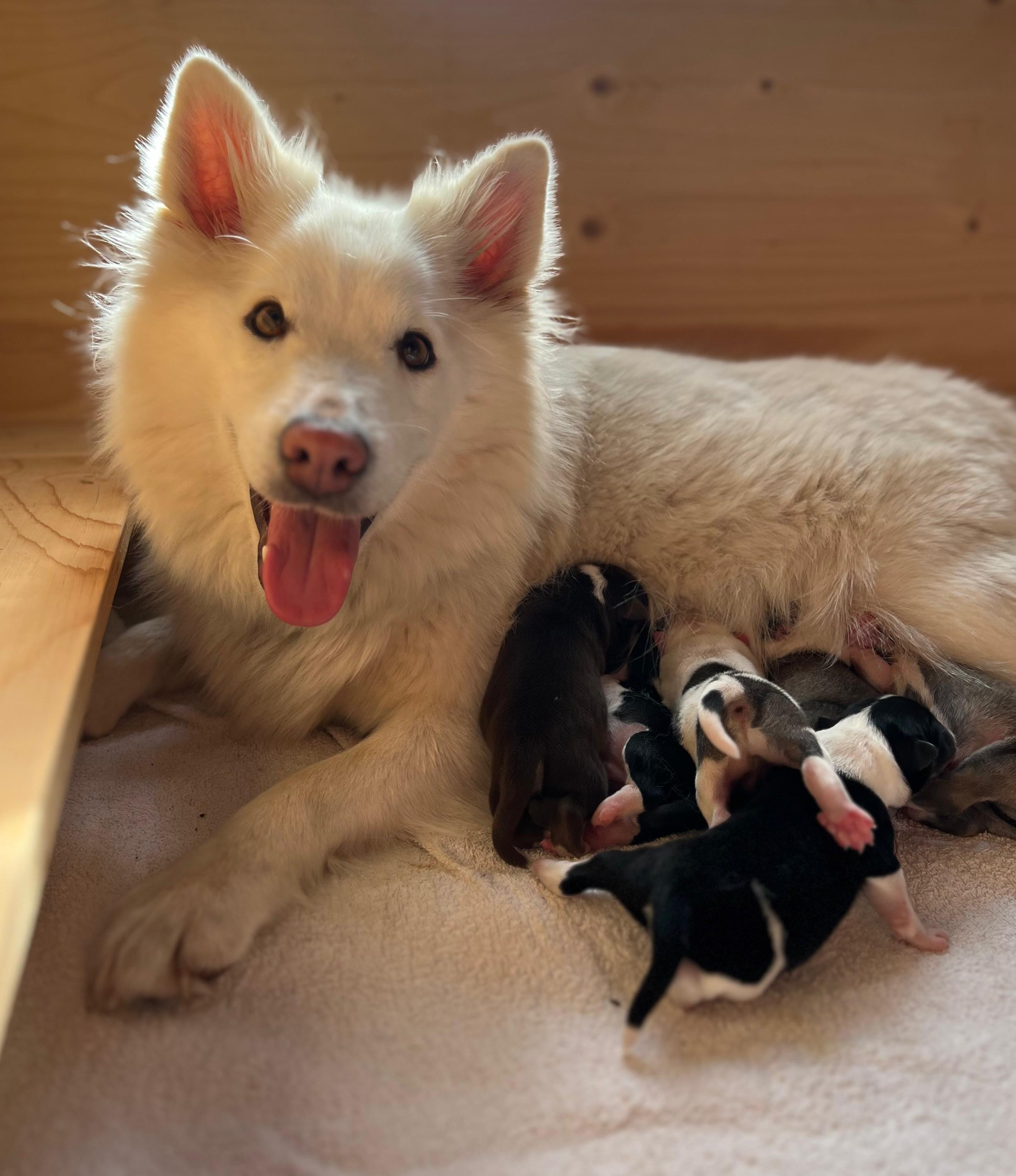 Neugeborene Islandhund-Welpen von Birna auf einer Decke.