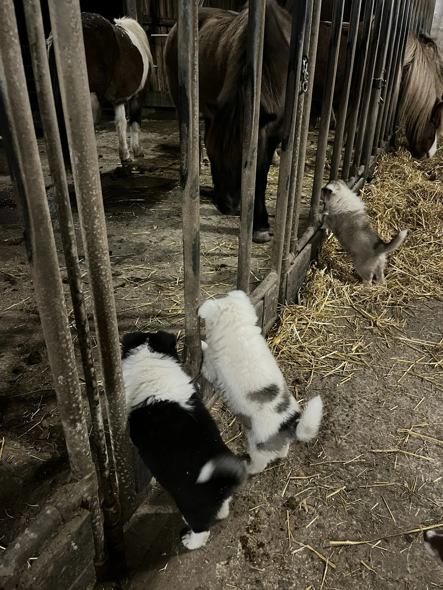 Drei neugierige Islandhundewelpen unserer Zucht erkunden einen Pferdestall. Sie schauen zu den Islandpferden, die in ihren Boxen stehen und Heu fressen. Ein Welpe steht auf den Hinterbeinen, um über eine niedrige Barriere zu blicken.