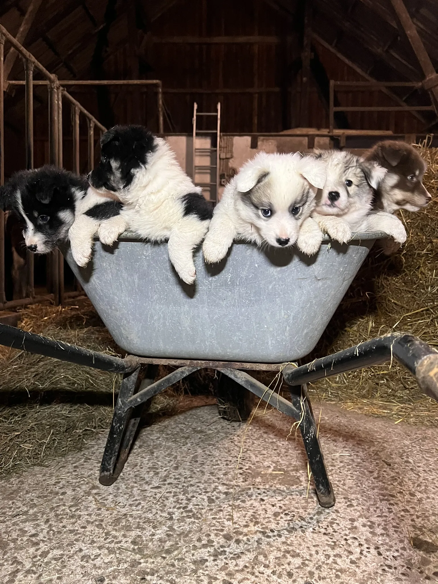 Ein Wurf flauschiger Islandhund-Welpen unserer Zucht sitzt in einer grauen Schubkarre in einem rustikalen Stall. Die Welpen sind schwarz-weiß, weiß-grau und braun, einige mit blauen Augen, und schauen neugierig über den Rand der Schubkarre. Heu liegt auf dem Boden.
