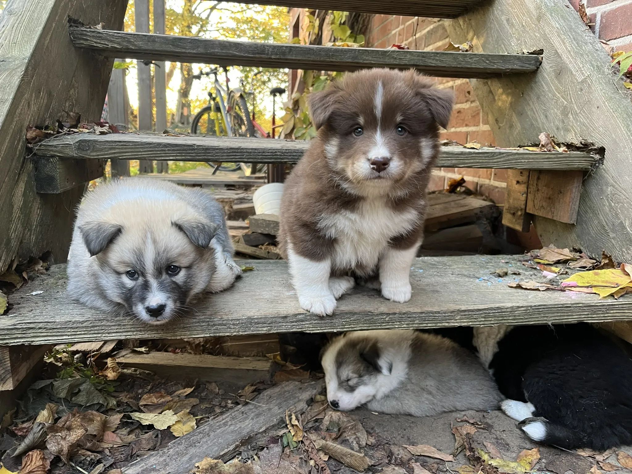 Vier Islandhund-Welpen unserer Zucht ruhen auf und unter einer Holztreppe im Freien, umgeben von Herbstlaub. Ein braun-weißer Welpe sitzt auf einer Stufe, ein hellgrau-weißer Welpe liegt auf der darunterliegenden Stufe, und zwei weitere Welpen, einer hell und einer schwarz-weiß, schlafen unter der Treppe.