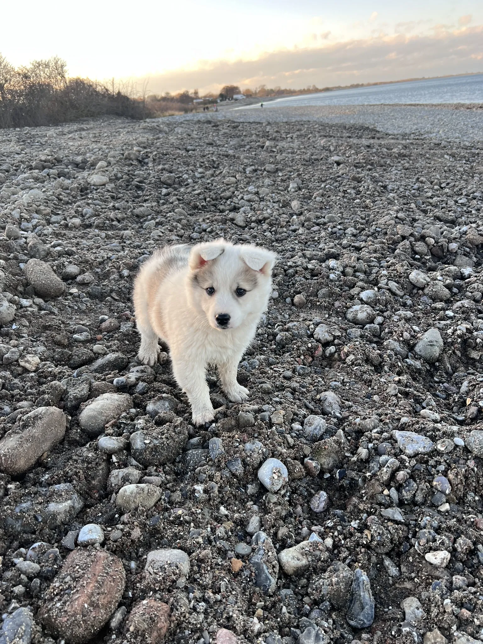 Detailaufnahme eines neugierigen, cremefarbenen Islandhund Welpen unserer Zucht mit grauen Fellzeichnungen, der auf einem Kieselstrand am Meer steht. Im Hintergrund ist der Himmel im warmen Licht des Sonnenuntergangs zu sehen.
