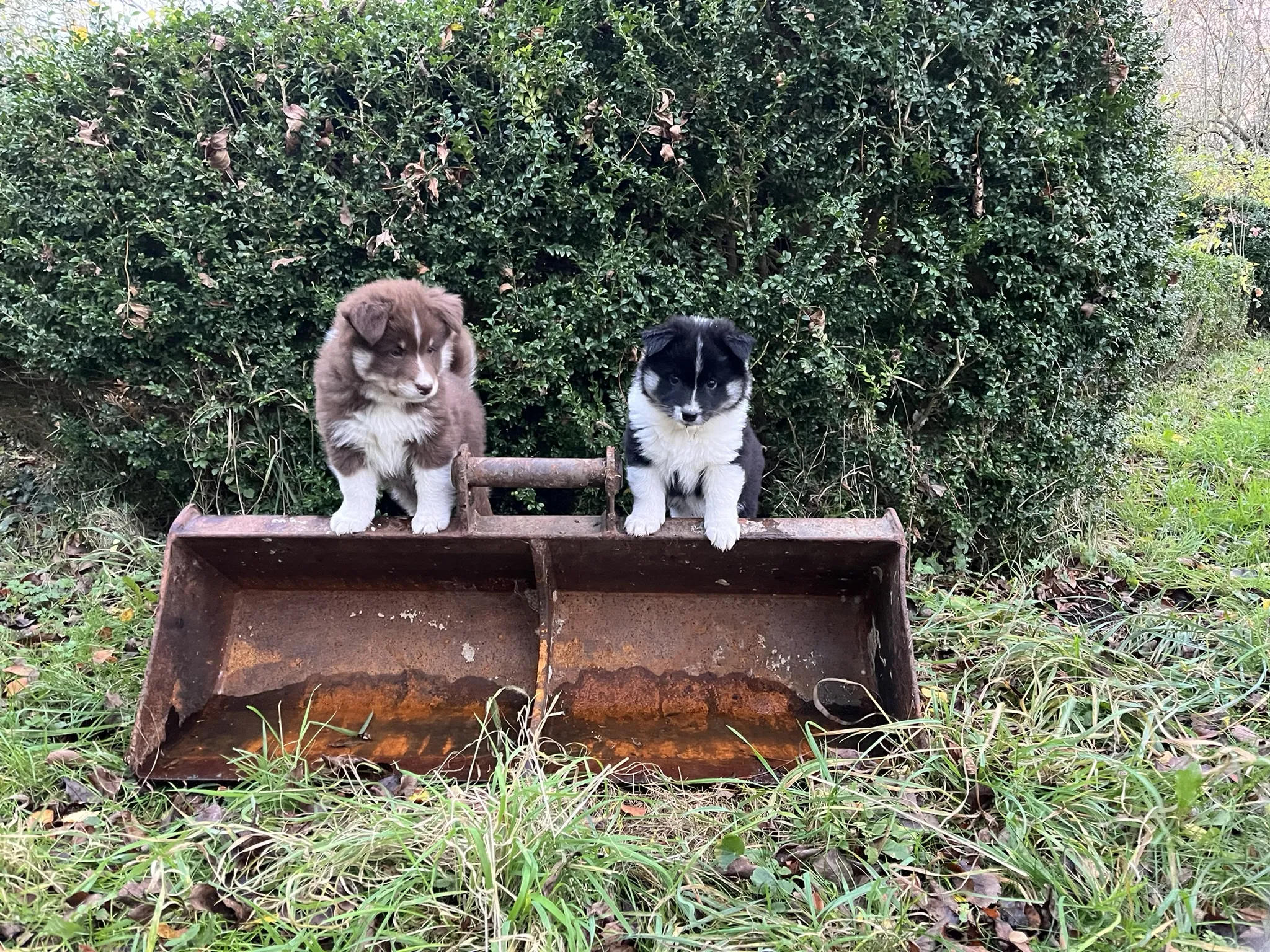 Zwei Islandhund Welpen aus unserer Zucht, einer braun mit weißen Abzeichen, der andere schwarz mit weißen Abzeichen, sitzen nebeneinander in einer rostigen Metallschaufel vor einer grünen Hecke.